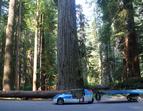 Redwoods National Park, California